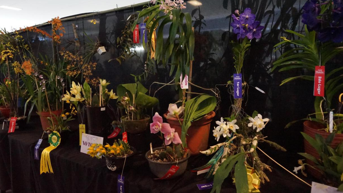 #VERACRUZ cLAU – 2026-03-28T153023.092