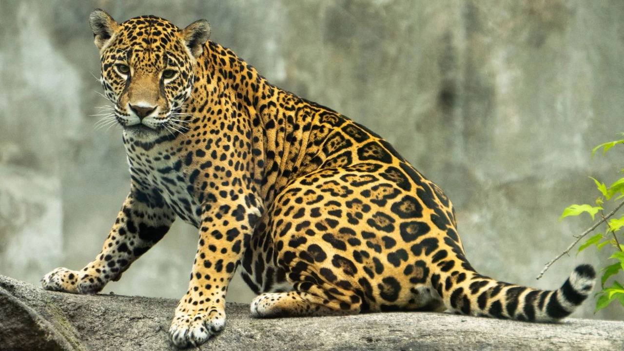 ROCÍO NAHLE GARCÍA, GOBERNADORA D VERACRUZ